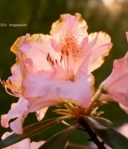  森林中夕阳下的粉色杜鹃花3581#竖屏 	 