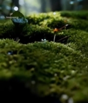  森林中苔藓上滴落的水珠6596#竖屏 	 