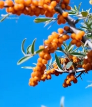  沙棘果实特写6693#竖屏 	 
