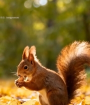  森林中松鼠进食特写4150#竖屏 	 