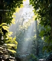  森林中阳光穿透树叶景象2876#竖屏 	 