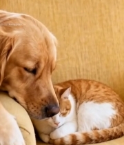  沙发上猫咪与金毛犬相伴休息7738#竖屏 	 