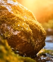  森林中带苔藓岩石与阳光雨景3615#竖屏 	 