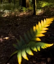  森林中蕨类植物特写(1)5791#竖屏 	 