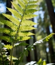  森林中蕨类植物特写素材2887#竖屏 	 