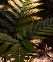  森林中受阳光照射的蕨类植物4054#竖屏 	 