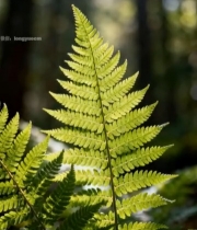  森林中蕨类植物特写986#竖屏 	 