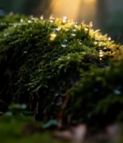  森林中带露珠苔藓的阳光景象4590#竖屏 	 