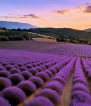  日落时分薰衣草田风景(1)4879#竖屏 	 