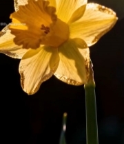  黄色水仙花特写1811#竖屏 	 