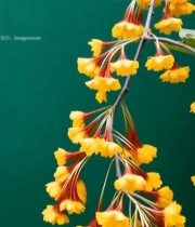  黄色花朵植物特写(1)7358#竖屏 	 
