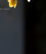  黄色梅花特写5610#竖屏 	 