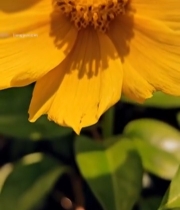  黄色花朵微距特写(1)7044#竖屏 	 