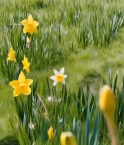  黄色水仙花特写(1)6365#竖屏 	 