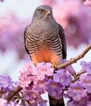  花枝上栖息的鸟7146#竖屏 	 