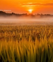  日出时分稻田风光4320#竖屏 	 