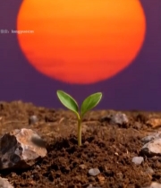  日出下幼苗破土生长素材5051#竖屏 	 