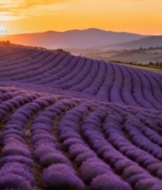  日落时分的薰衣草田全景3095#竖屏 	 