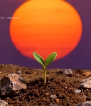  日出下幼苗破土生长素材5051#竖屏 	 