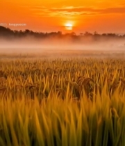  日出时分稻田风光4320#竖屏 	 