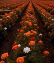  日落时分玫瑰花田全景3883#竖屏 	 