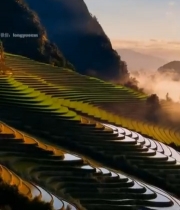  日出时分的梯田风光2945#竖屏 	 