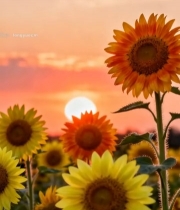  日落时分向日葵花田景象7414#竖屏 	 