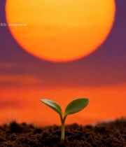  日出下破土而出的嫩绿幼苗(2)2930#竖屏 	 