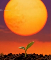  日出下破土而出的嫩绿幼苗(3)5498#竖屏 	 