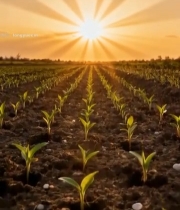  日出时分的农田作物景象363#竖屏 	 