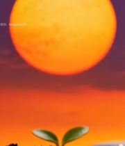  日出下破土而出的嫩绿幼苗711#竖屏 	 