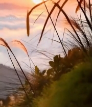  日出云海与摇曳的芦苇3008#竖屏 	 