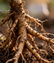  人参根部特写素材(1)6151#竖屏 	 