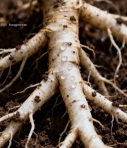  人参根部特写素材(2)6465#竖屏 	 