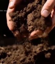  人手捧土壤特写(1)5520#竖屏 	 