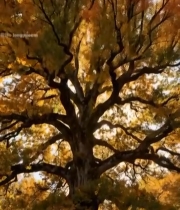  秋日阳光透过银杏树景象202#竖屏 	 