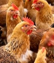  群鸡聚集画面7635#竖屏 	 