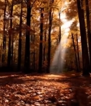  秋日森林阳光穿透树林景象262#竖屏 	 