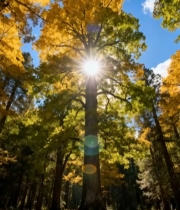  秋日森林阳光穿透树木景象3933#竖屏 	 