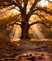  秋日森林阳光照耀下的大树2362#竖屏 	 