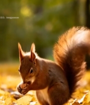  秋日森林松鼠进食素材5881#竖屏 	 