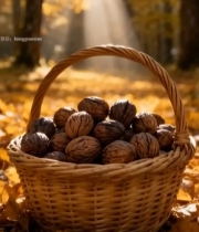  秋日林间篮子装核桃特写1696#竖屏 	 