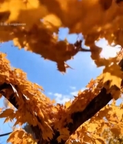  秋日枫叶心形框阳光蓝天5164#竖屏 	 