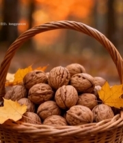  秋季森林中装满核桃的篮子3580#竖屏 	 