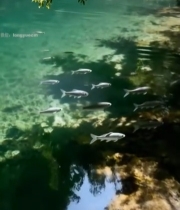  清澈水域中游动的群鱼6766#竖屏 	 