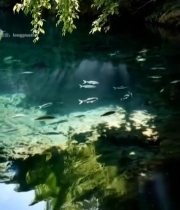  清澈水域中的游鱼与绿树倒影4690#竖屏 	 