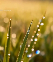  清晨草地露珠特写6289#竖屏 	 