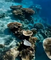  清澈海水中的珊瑚景观1297#竖屏 	 