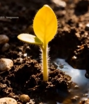  破土而出的嫩绿植物幼苗(1)5740#竖屏 	 