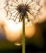  蒲公英特写自然风光素材6362#竖屏 	 